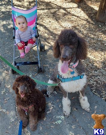 Golden State Good Dogs Picture 1